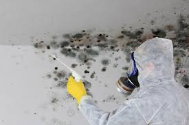 Best Mold Remediation for Vacation Homes  in Mount Sterling, KY